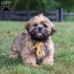 Ben, Lhasa Apso Puppy